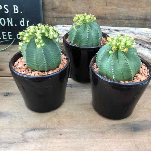 カメレオンヘルメット♡希少♡ユーフォルビア♡多肉植物