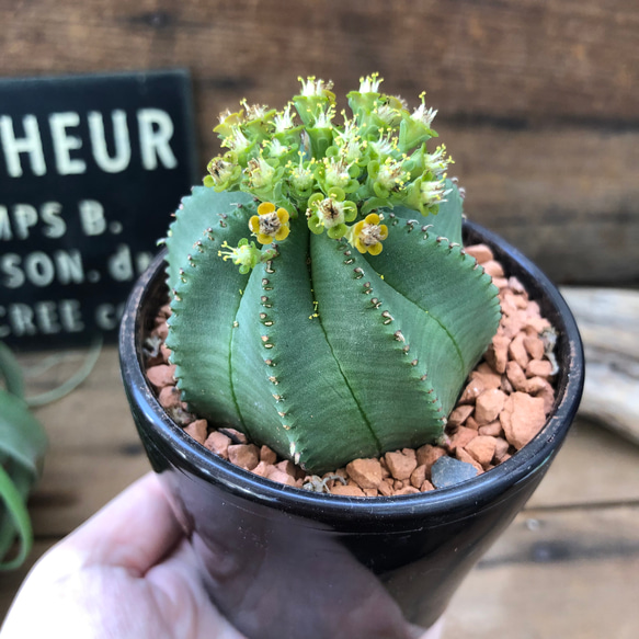 カメレオンヘルメット♡希少♡ユーフォルビア♡多肉植物♡ 4枚目の画像