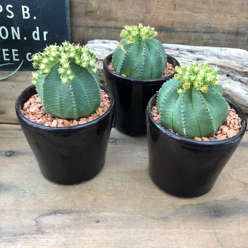 カメレオンヘルメット♡希少♡ユーフォルビア♡多肉植物♡ アート