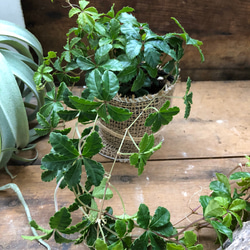 入荷♡垂れ下がり♡シュガーバイン♡ガーデニング♡観葉植物 1枚目の画像