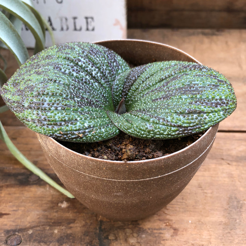 レア品種♡マッソニア プスツラータ♡観葉植物♡おしゃれ♡多肉植物
