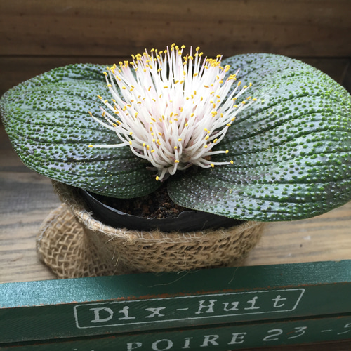 レア品種♡マッソニア プスツラータ♡観葉植物♡おしゃれ♡多肉植物