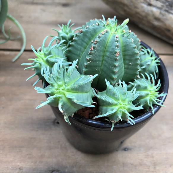 カメレオン♡即完売♡ユーフォルビア♡多肉植物♡ 2枚目の画像