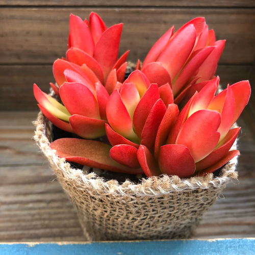 火祭り♡真っ赤な多肉植物♡紅葉♡ガーデニング アートフラワー パリ