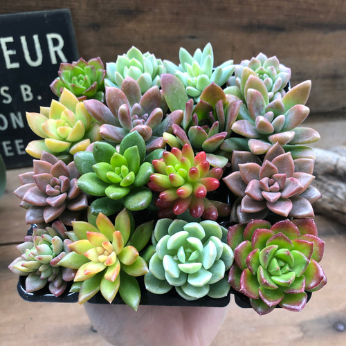 お得♡16個入り♡多肉植物♡紅葉♡寄せ植え♡ アートフラワー パリ