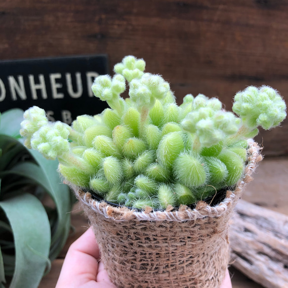 レア品種♡ヒントニー♡フワフワの多肉植物♡ 4枚目の画像