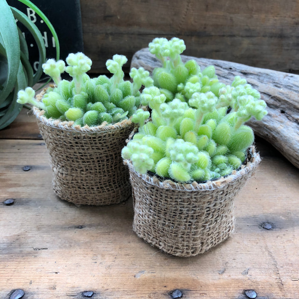 レア品種♡ヒントニー♡フワフワの多肉植物♡ 5枚目の画像