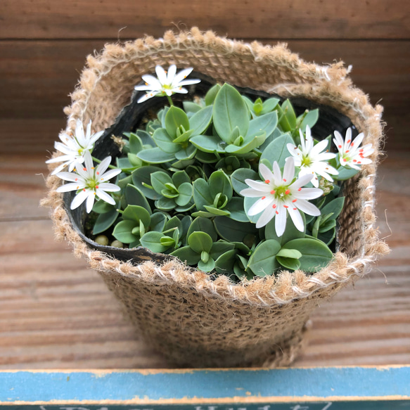 即完売♡雪花火♡毎年咲きます♡グランドカバーに♡花火の花 2枚目の画像