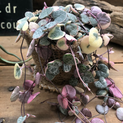 ラブラブハート♡4号♡斑入りハートホヤ♡多肉植物♡観葉植物 アート