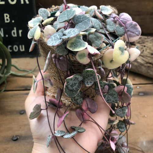 レディーハート♡斑入りハートカズラ♡垂れ下がり♡多肉植物 多肉植物