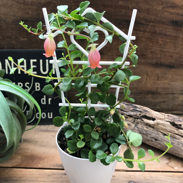 セール開始♡超希少♡フィフィ♡カランコエ♡多肉植物♡観葉植物 2枚目の画像