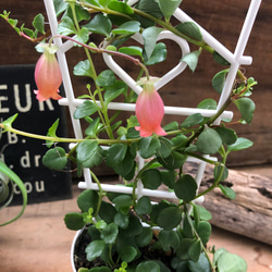 セール開始♡超希少♡フィフィ♡カランコエ♡多肉植物♡観葉植物 4枚目の画像