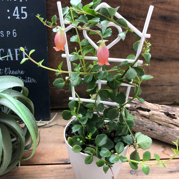 セール開始♡超希少♡フィフィ♡カランコエ♡多肉植物♡観葉植物 5枚目の画像