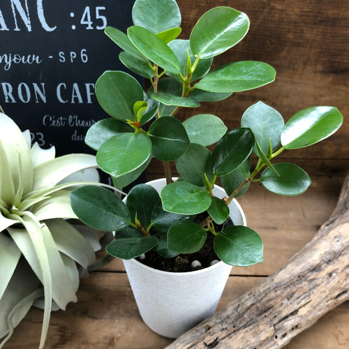 残り一点】希少 パンダガジュマル 曲がり 観葉植物 calm cafe