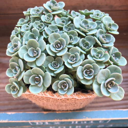 希少♡まん丸の葉っぱ♡赤葉カラフトミセバヤ♡多肉植物は