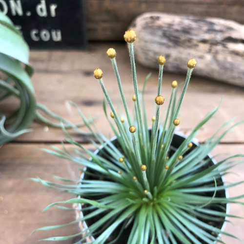 希少♡珍種♡シンゴナンサス♡クリサンサス♡ミカド♡観葉植物 アート