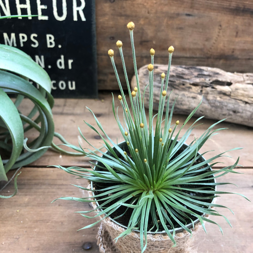 希少♡珍種♡シンゴナンサス♡クリサンサス♡ミカド♡観葉植物 アート