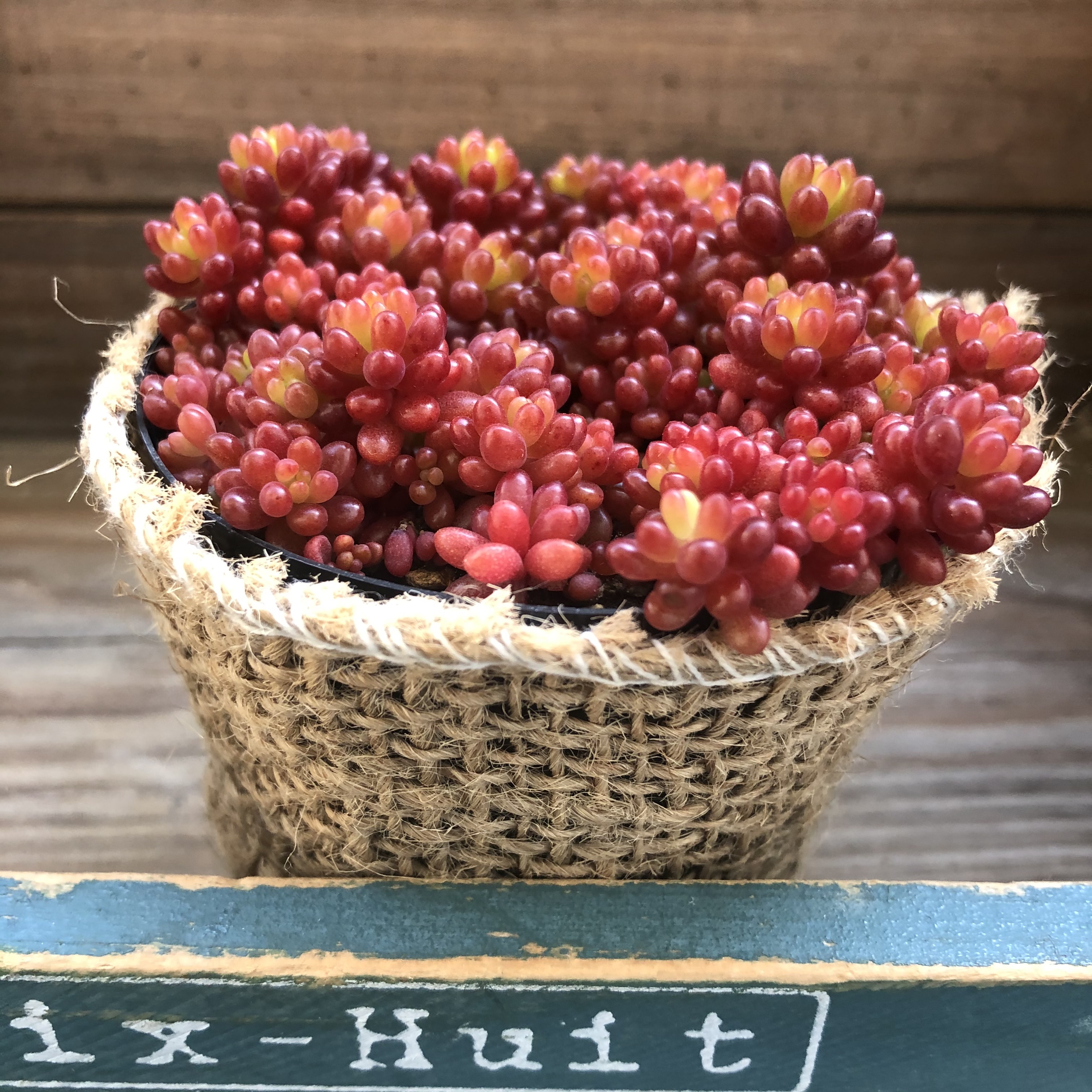 多肉植物^o^ モリモリ❣️レッドベリー 【公式通販】