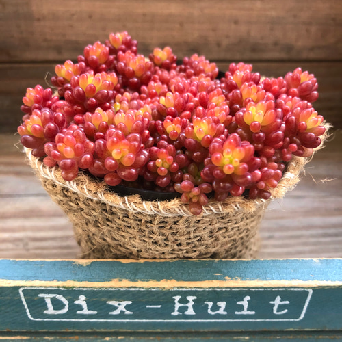 希少種♡レッドベリー♡多肉植物♡セダム♡もりもり アート
