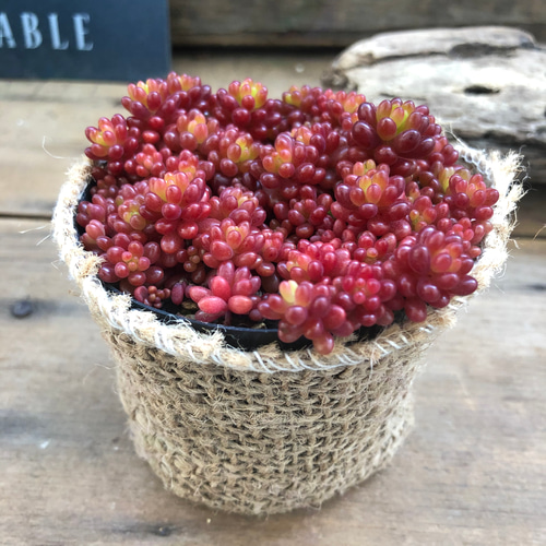 希少種♡レッドベリー♡多肉植物♡セダム♡もりもり アート