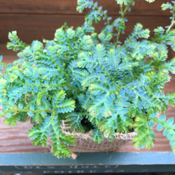 黒龍 黒松 樹齢10年 中品盆栽 鉢付き 盆栽 松工房 -Pine