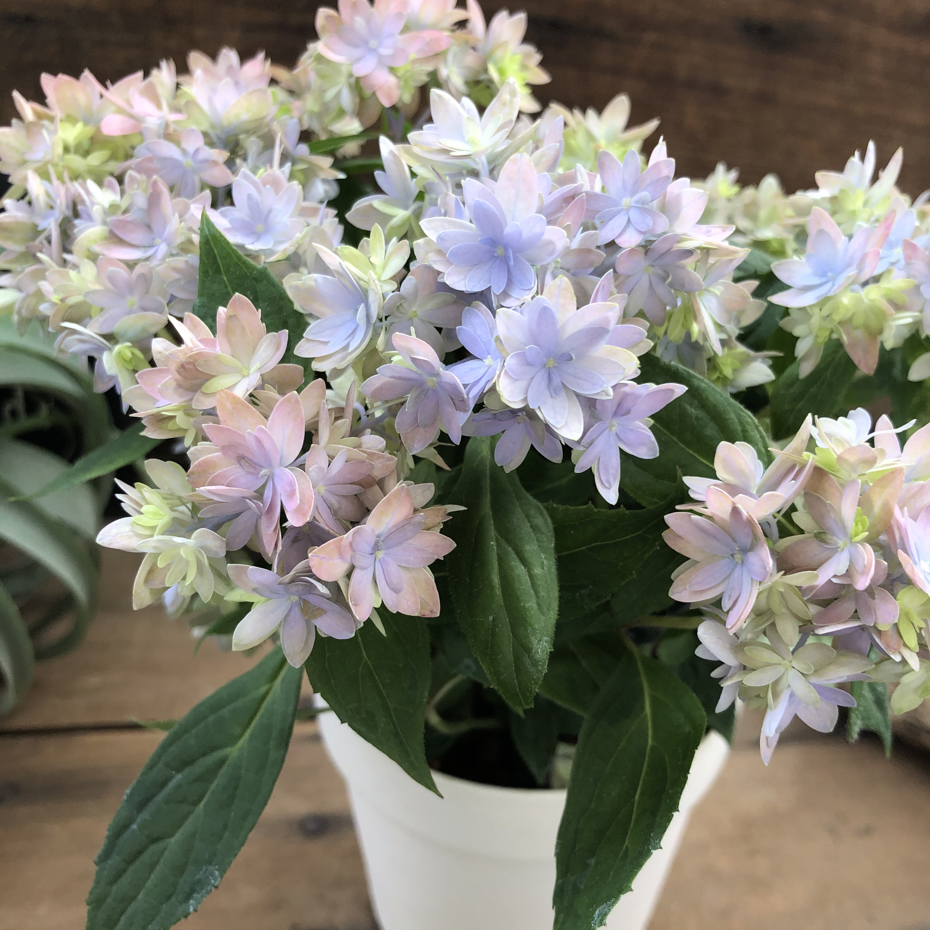 最新品種♡マルルー♡山紫陽花♡山アジサイ♡ガーデニング 人造花 パリ