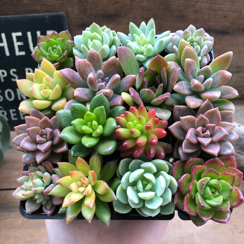 お得♡多肉植物16個セット♡根付き♡寄せ植え♡ アートフラワー