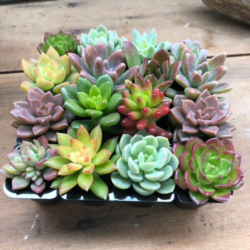 お得♡多肉植物16個セット♡根付き♡寄せ植え♡ アートフラワー パリ