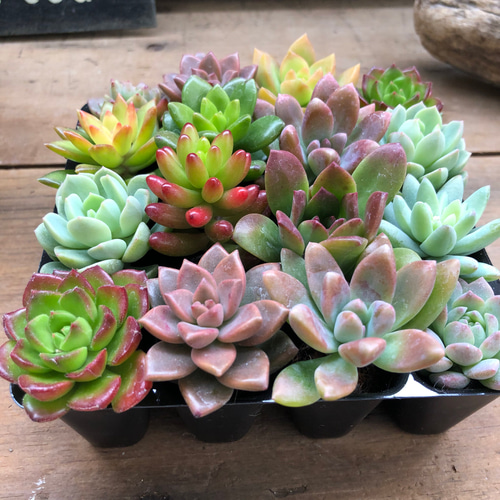お得♡多肉植物16個セット♡根付き♡寄せ植え♡ アートフラワー パリ