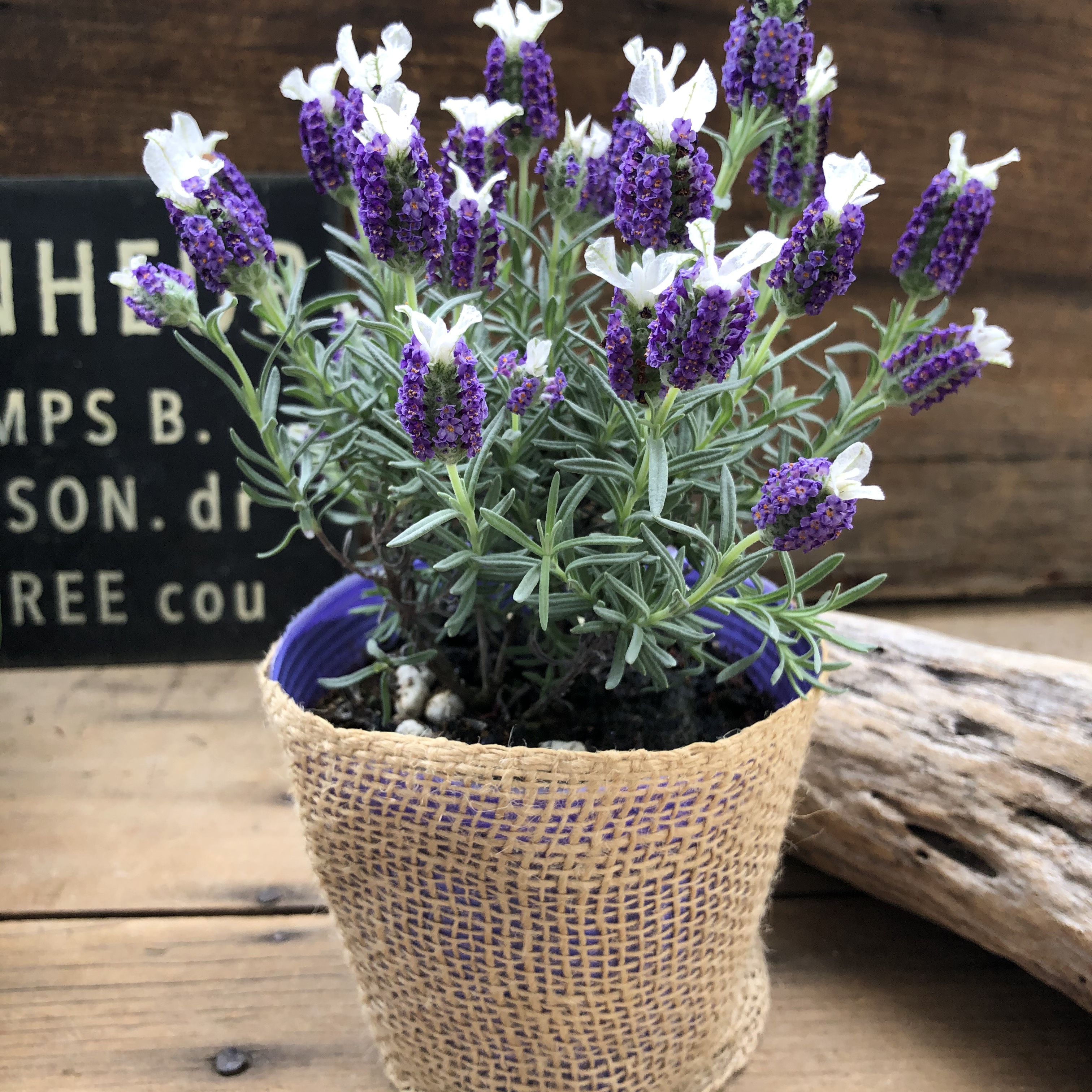 専用　フレンチラベンダー　クレイフラワー 専用 フレンチラベンダー クレイフラワー