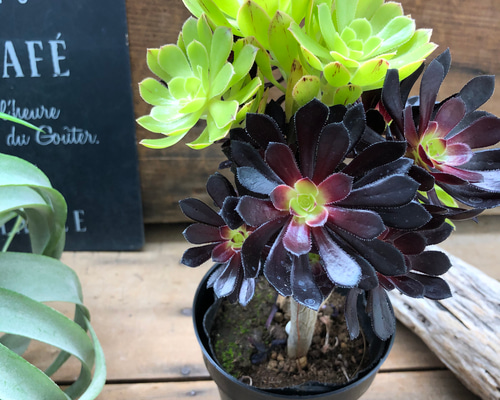 1_084ce1e1dce9a2d892ee4ee9483b