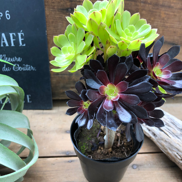 MIX植♡黒法師♡アエオニウム♡ロゼット状の多肉植物 アートフラワー