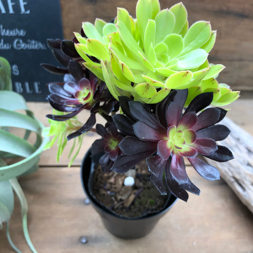 MIX植♡黒法師♡アエオニウム♡ロゼット状の多肉植物 アートフラワー