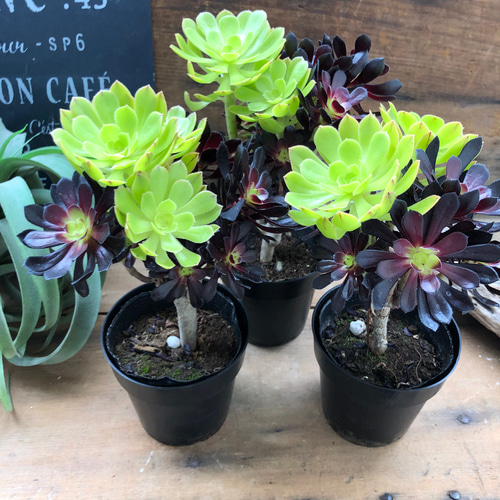 多肉植物 ロゼット状 緑とピンク 多肉植物 緑とピンクのロゼット型*