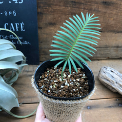 セール♡ディオーンエデュレ♡多肉植物♡インテリア♡観葉植物 3枚目の画像