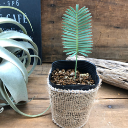 セール♡ディオーンエデュレ♡多肉植物♡インテリア♡観葉植物 4枚目の画像