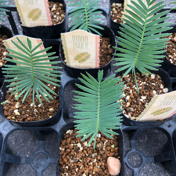 セール♡ディオーンエデュレ♡多肉植物♡インテリア♡観葉植物 5枚目の画像