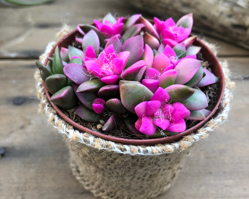 0_7495fb8ca1a2b457200468283818