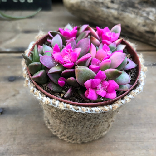 ピンクの桜吹雪♡多肉植物♡紅葉♡ガーデニング アートフラワー パリ