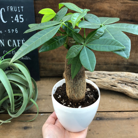 パキラ♡インテリア♡観葉植物♡ガーデニング 2枚目の画像