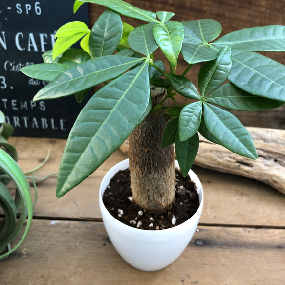 パキラ♡インテリア♡観葉植物♡ガーデニング 3枚目の画像