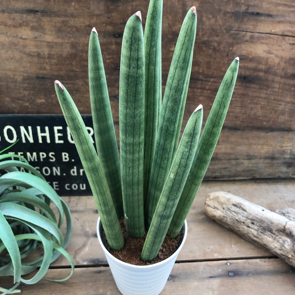 スタッキー♡やっと入荷♡サンスベリア♡空気清浄の木♡多肉植物 3枚目の画像