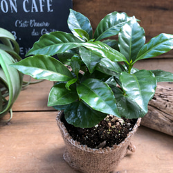 コーヒーの木♡艶やか葉っぱ♡観葉植物♡インテリア♡ 1枚目の画像