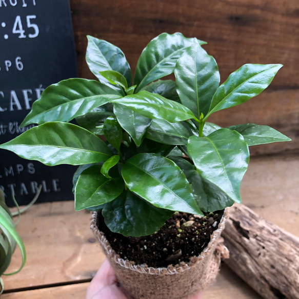 コーヒーの木♡艶やか葉っぱ♡観葉植物♡インテリア♡ 4枚目の画像