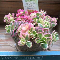 SALE　即完売♡希少♡マジカルキューティ♡斑入りポーチュラカ♡多肉植物 5枚目の画像