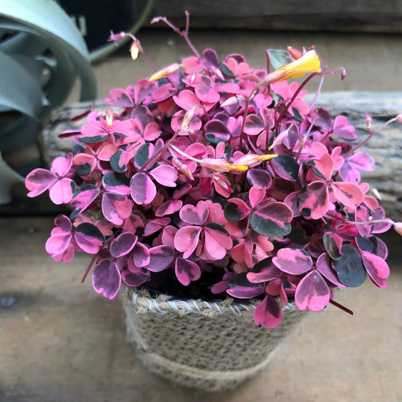 希少♡即完売♡みやび♡オキザリス♡ガーデニング♡ピンクの斑入り