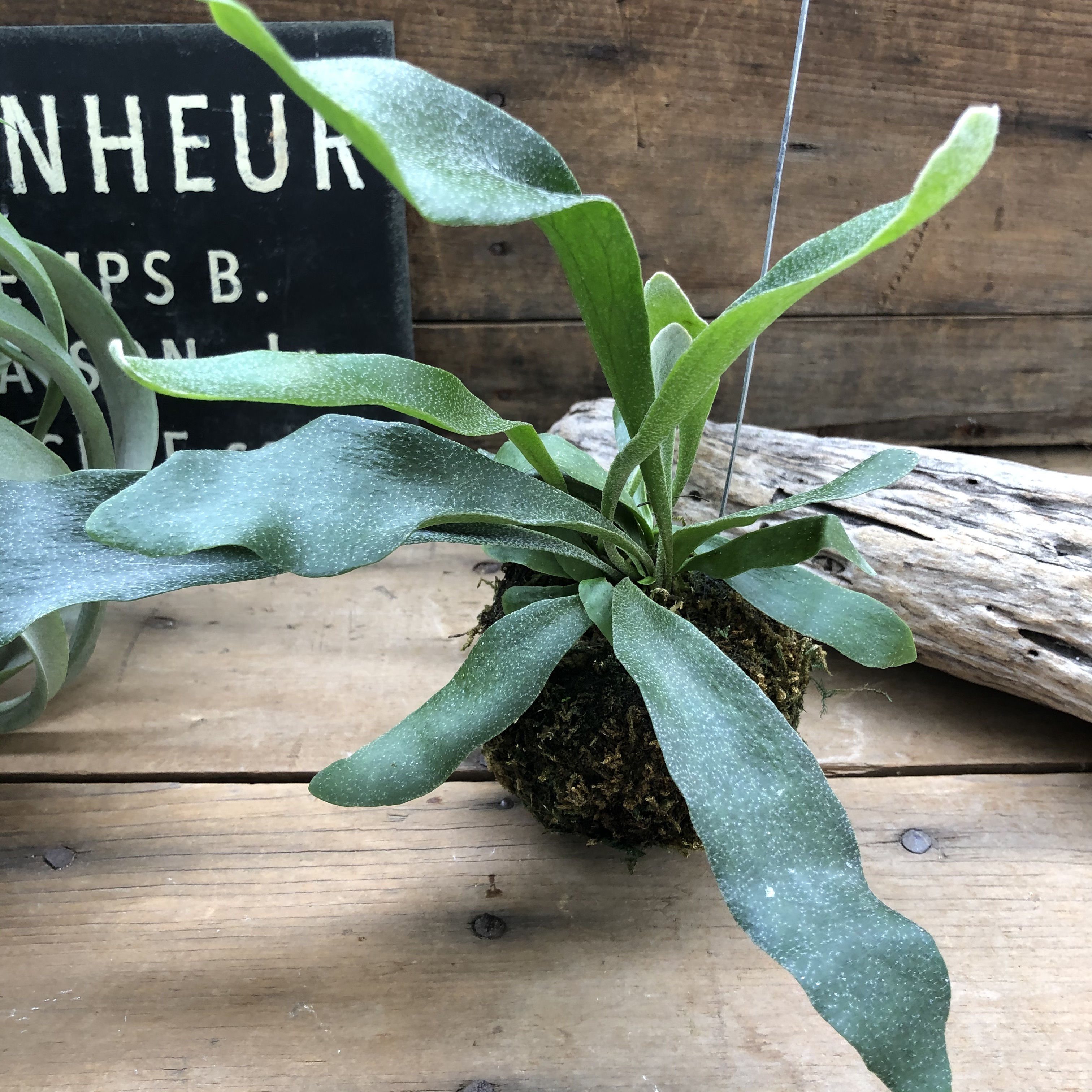 吊るし大サイズコウモリラン - 通販 - hydro-mineral.net