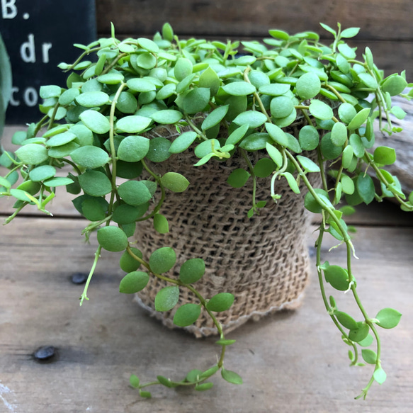 希少♡ディスキディア♡ヌンムラリア♡観葉植物♡ 2枚目の画像