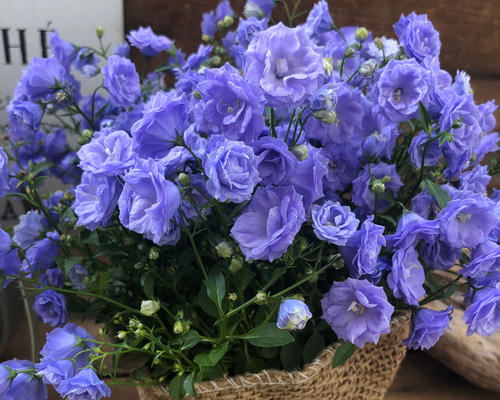 八重咲き♡ブルーワンダー♡カンパニュラ♡豪華な花 アート