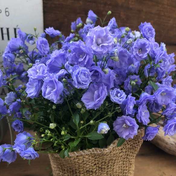 八重咲き♡ブルーワンダー♡カンパニュラ♡豪華な花 アート